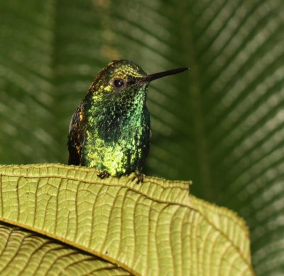 IMG_8042.jpg Buff-tailed Coronet?