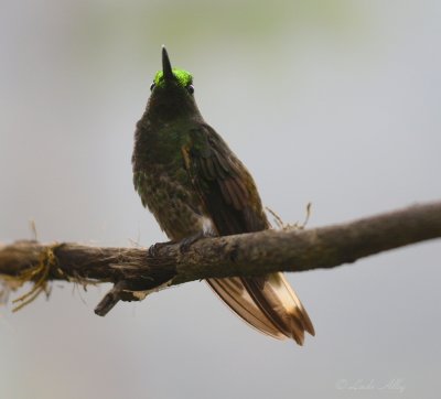 IMG_8071.jpg buff-tailed coronet