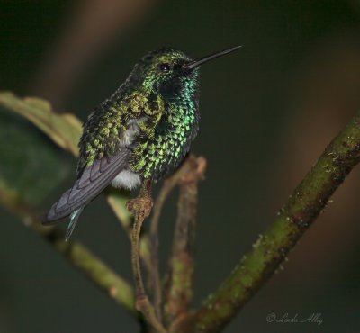 IMG_8184.jpg - Western Emerald 