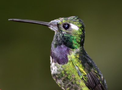 IMG_8429.jpg - Purple-bibbed Whitetip 