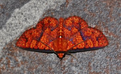 Linda Alley's Moths of Ecuador