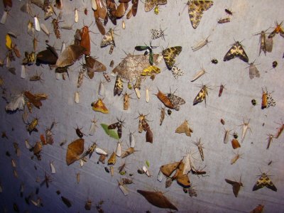 Jimmy Jackson moths of Ecuador