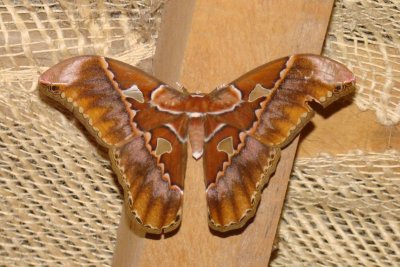 Rothschild's Moth,  Ecuador 12-13-10.jpg