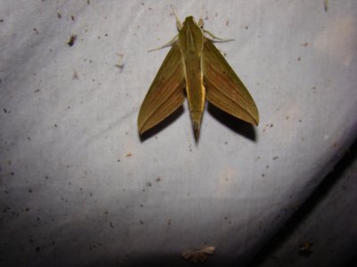 Jimmy Jackson moths of Ecuador