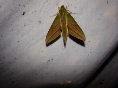 Xylophanes species , DSC01407.jpg