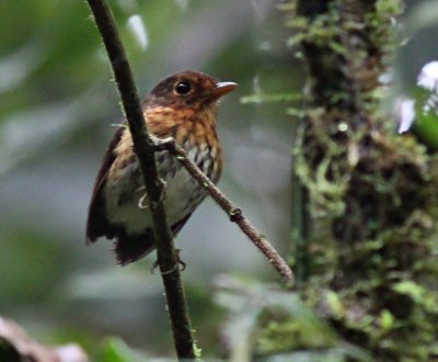 IMG_9213 ochre-breasted antpitta.jpg