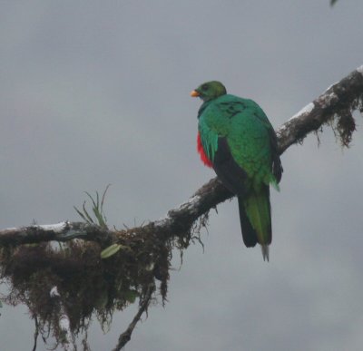 IMG_9260  crested quetzal.jpg