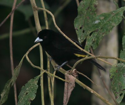 IMG_9641.jpg  Flame-rumped tanager male