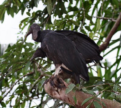 IMG_9781black vultures.jpg