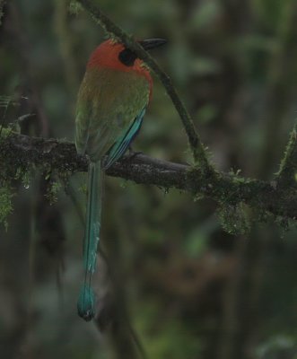 IMG_9837.jpg  Rufous Motmot