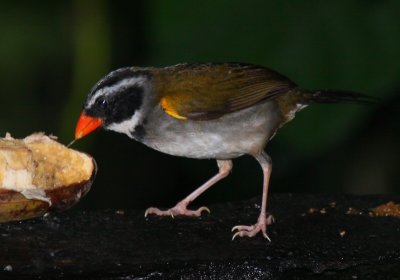 IMG_9841.jpg Orange-billed sparrow