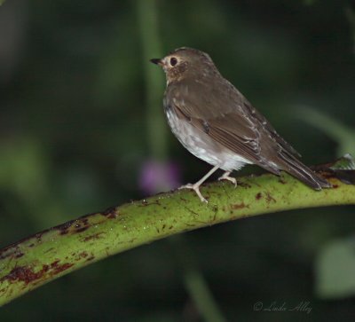 IMG_9845.jpg  swainson's thrush