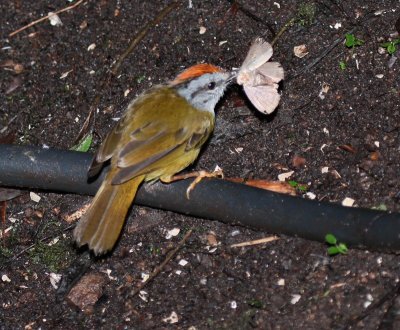 IMG_9938.jpg  Russet-crowned Warbler