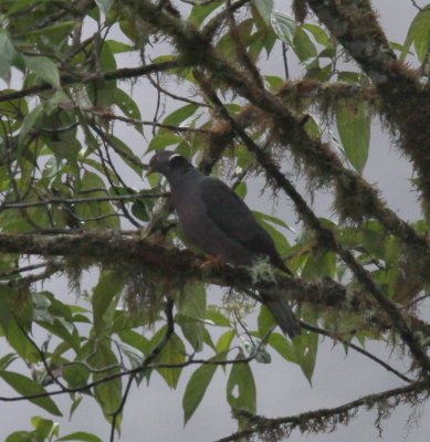 IMG_9959.jpg  Ban-tailed Pigeon