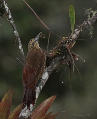 IMG_9974.jpg  Strong-billed woodcreeper