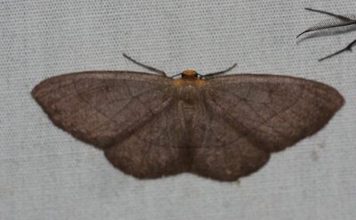 Linda Alley's Moths of Ecuador