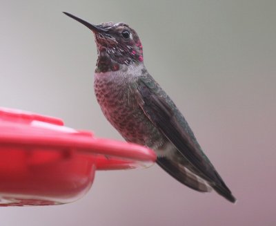 2011-2012  Hummingbirds