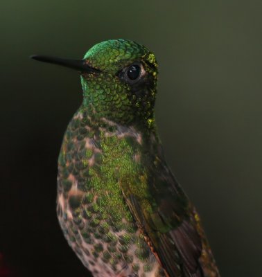 IMG_7931.jpg Buff-tailed Coronet