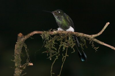IMG_8232.jpg booted rackettail
