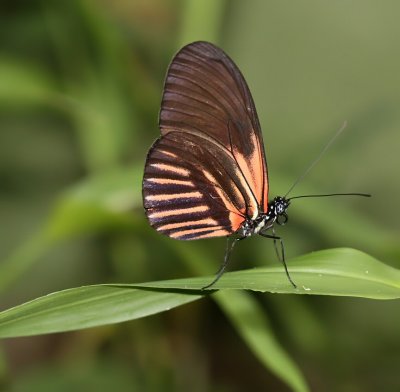 Ecuador Butterflies