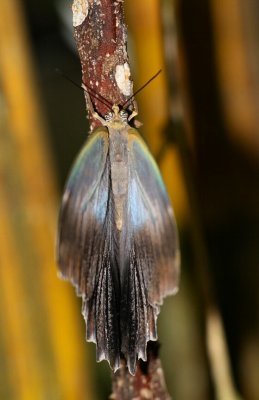 Ecuador Butterflies