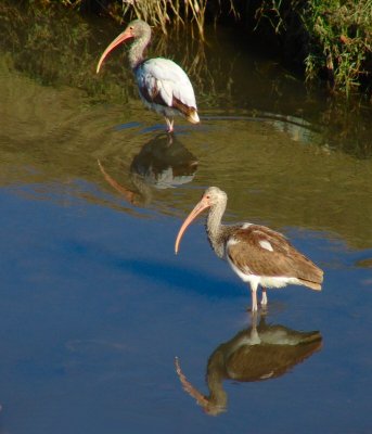 white ibis immature