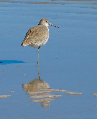 willet