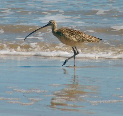 long billed curlew