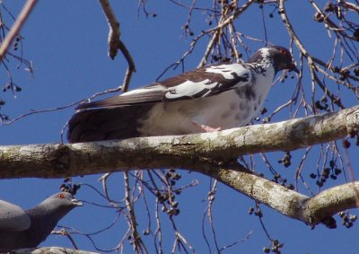 rock dove
