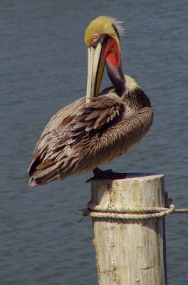 brown pelican