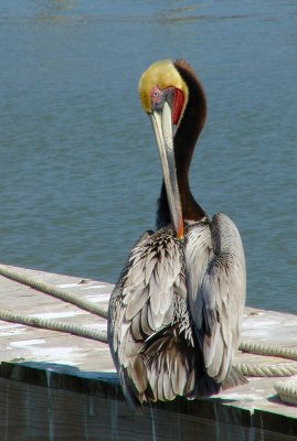 pelican brown