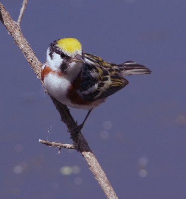 chestnut -sided warbler