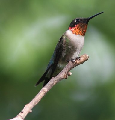 ruby- throated hummingbird male