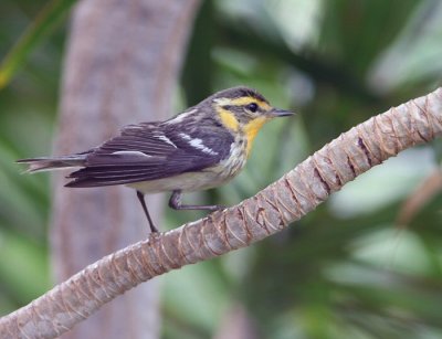 blackburnian warbler