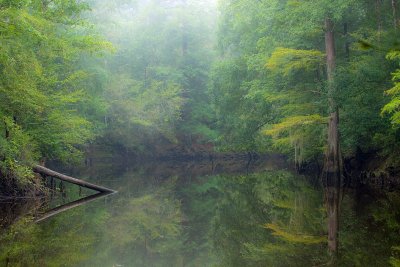 Saline Bayou