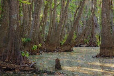 Black Bayou Tupelo II