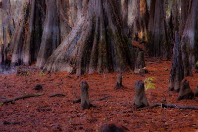 Big Cypress Bayou