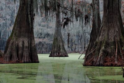 Caddo Lake