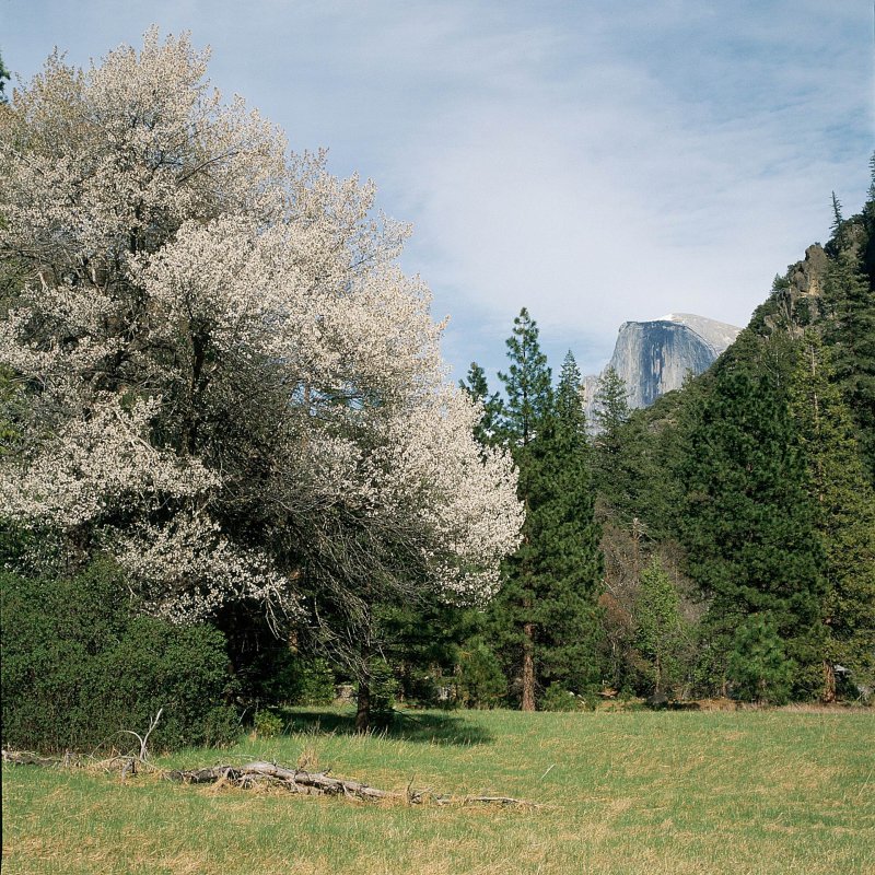 Dogwood  Blossoms