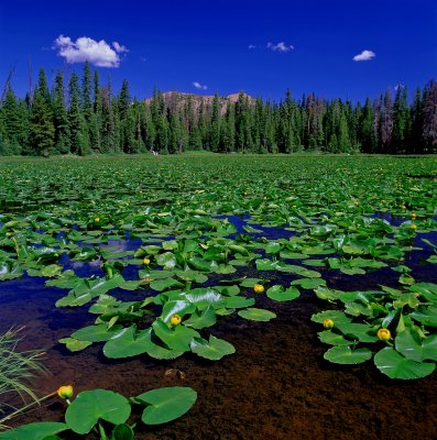Lily-Lake.jpg
