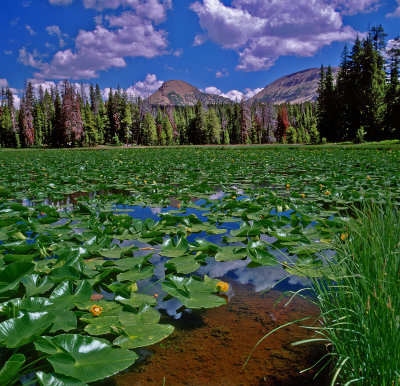 Lillylake2.jpg
