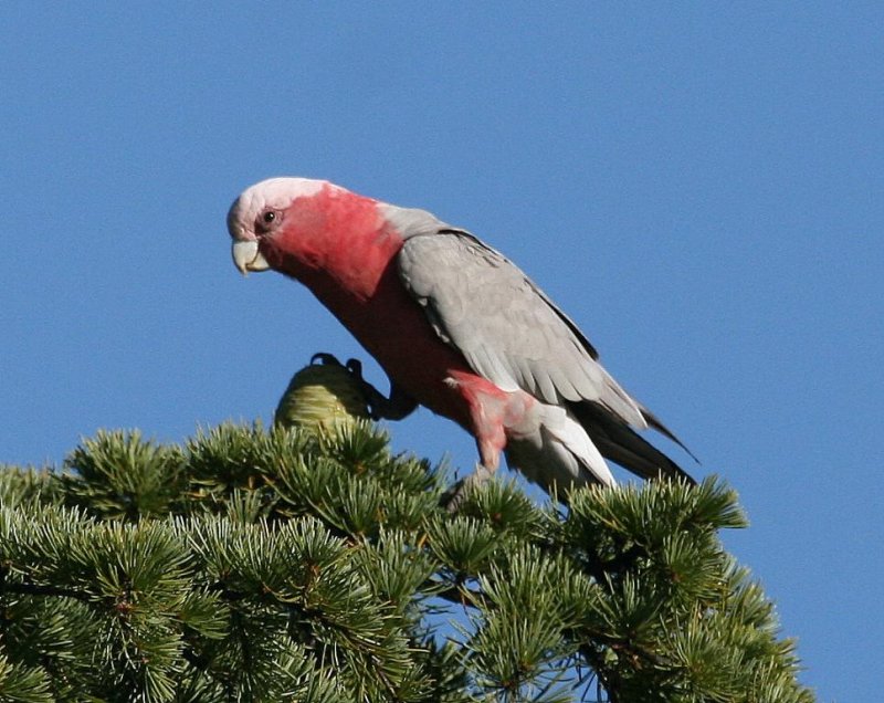 Galah