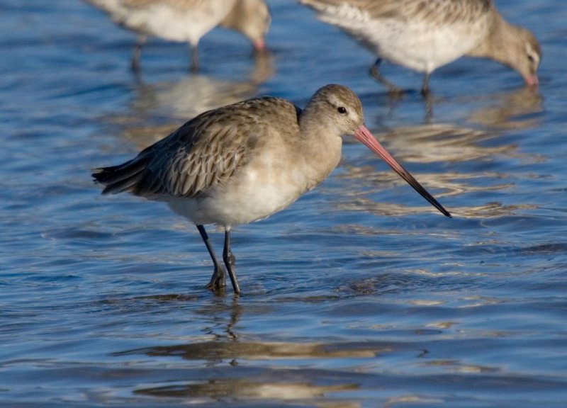 Bar-tailed Godwit