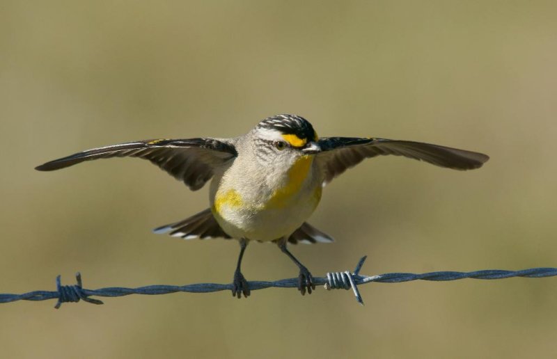 Striated Pardalote