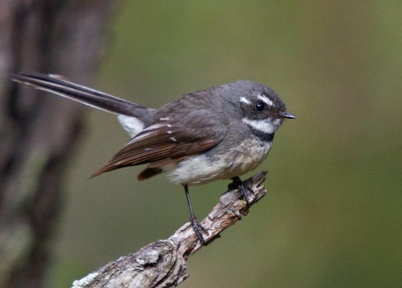 Grey Fantail