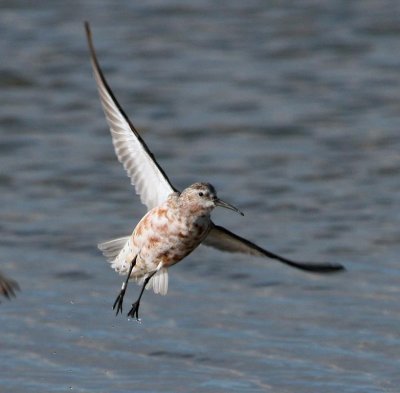 Curlew Sandpiper (moulting out of summer plumage)