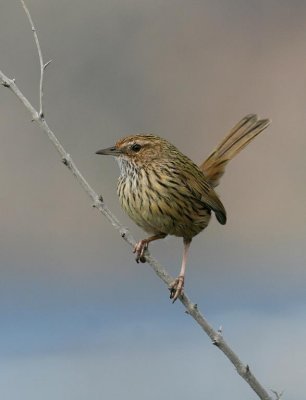 Striated Fieldwren