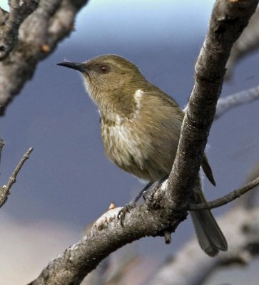 Crescent Honeyeater (female)