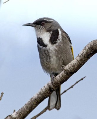 Crescent Honeyeater (male)