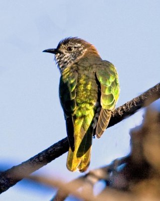 Shining Bronze-Cuckoo